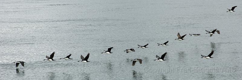 20071217 131056 D2X (84) 4200x1400.jpg - Birds in Laguna San Rafael